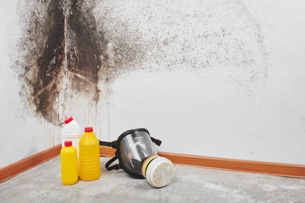 Best Basement Mold Remediation in Cassopolis, MI