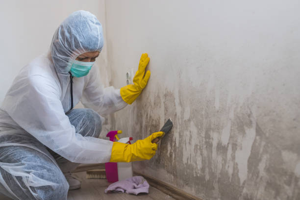 Best Post-Flood Mold Remediation in Cassopolis, MI