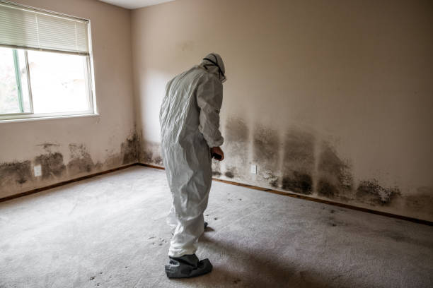 Best Commercial Mold Remediation in Cassopolis, MI