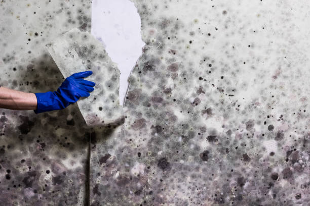 Best DIY Mold Remediation Support Services in Cassopolis, MI